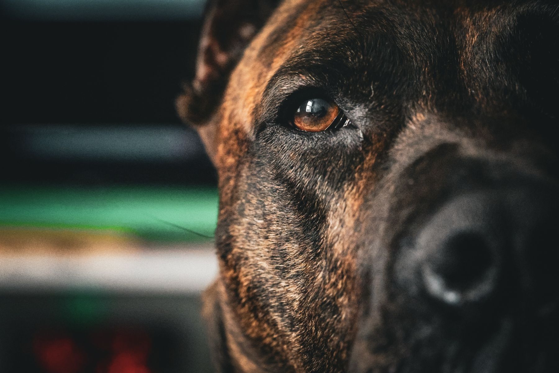 Close-up of a brindle dog's eye
