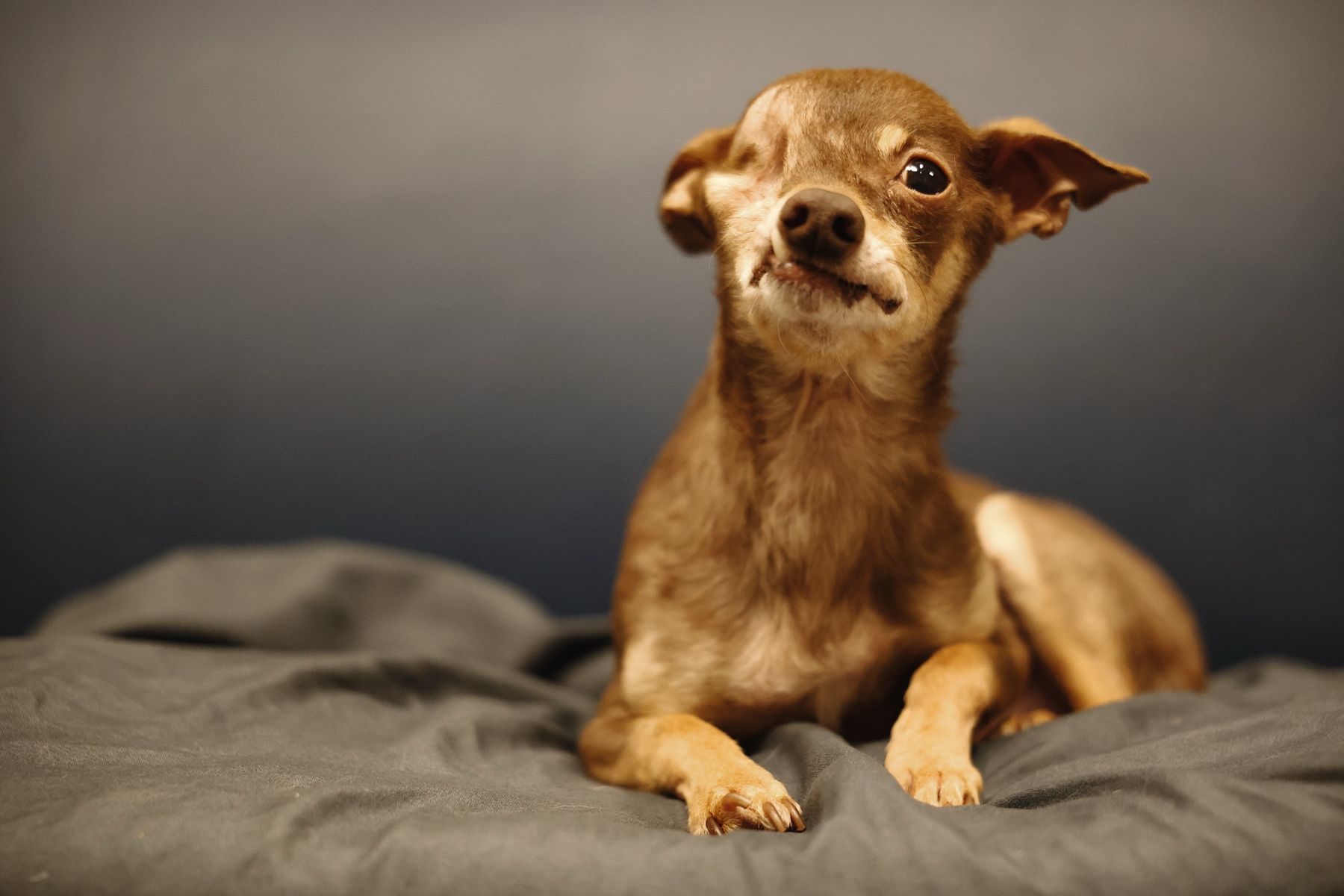 Chihuahua studio portrait