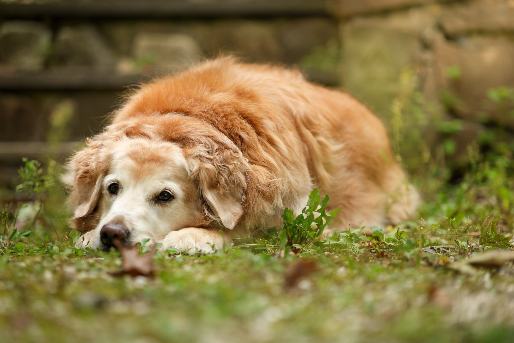 Senior golden retriever resting in the grass