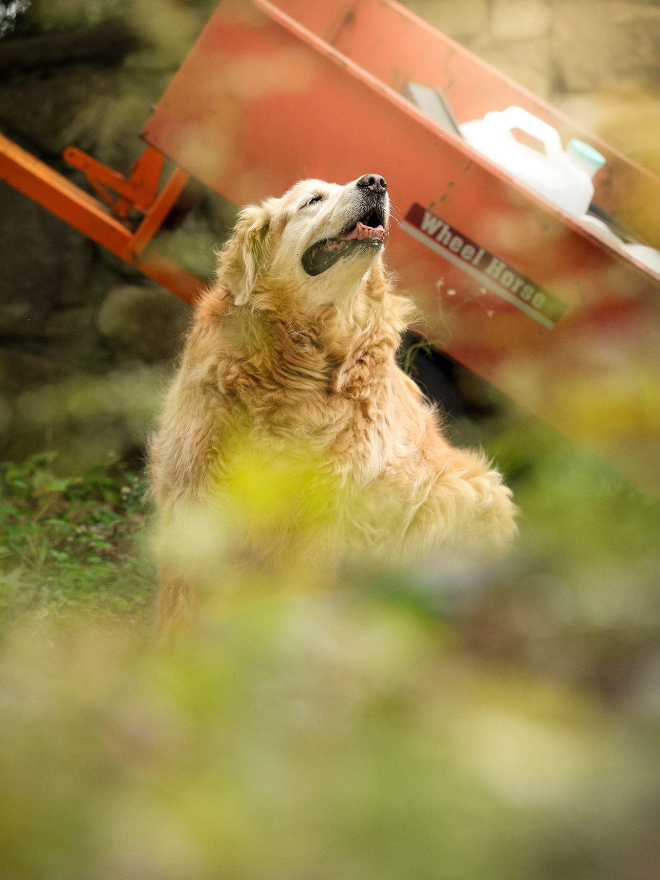 Senior golden retriever looking up