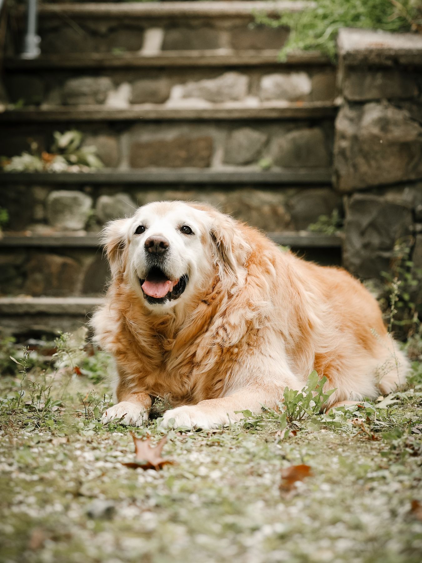 Senior golden retriever Lily smiling