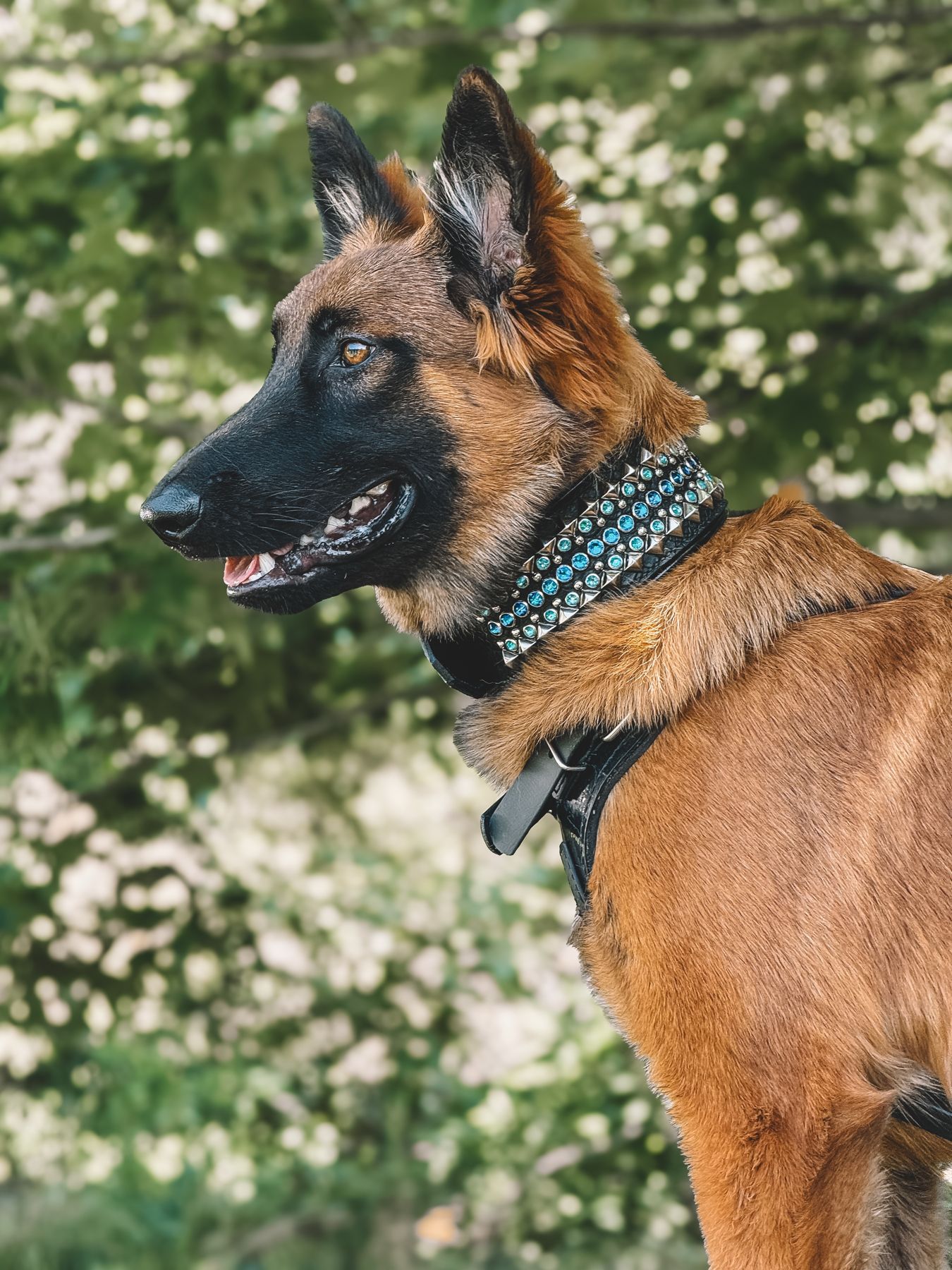 Malinois profile among flowers