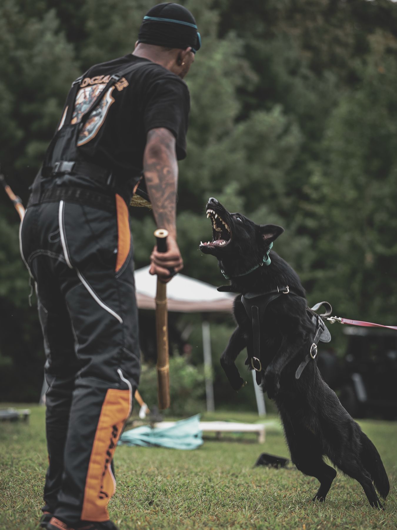 Dog leaping at handler during bitework