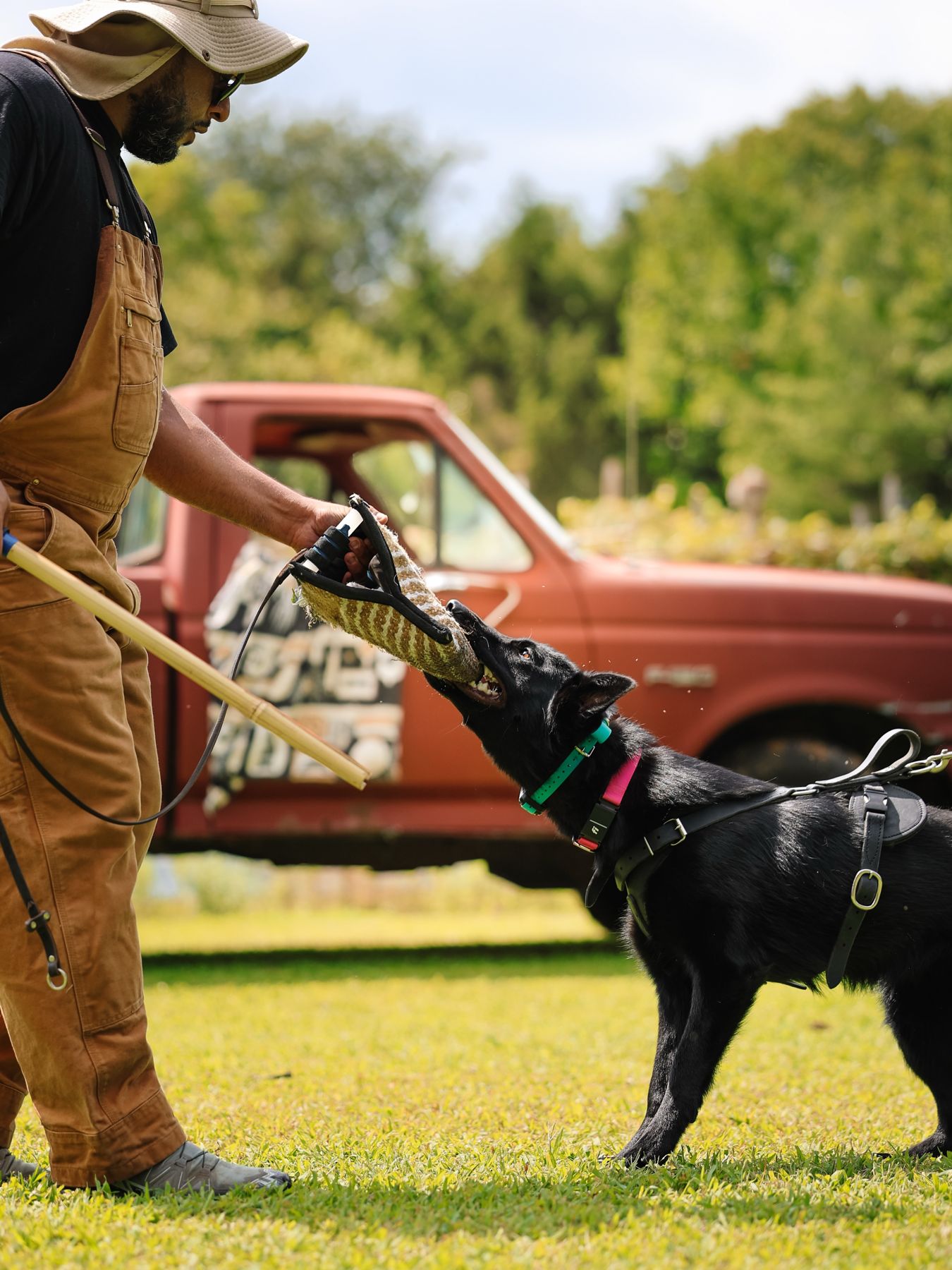 Black shepherd tugging a bite pillow
