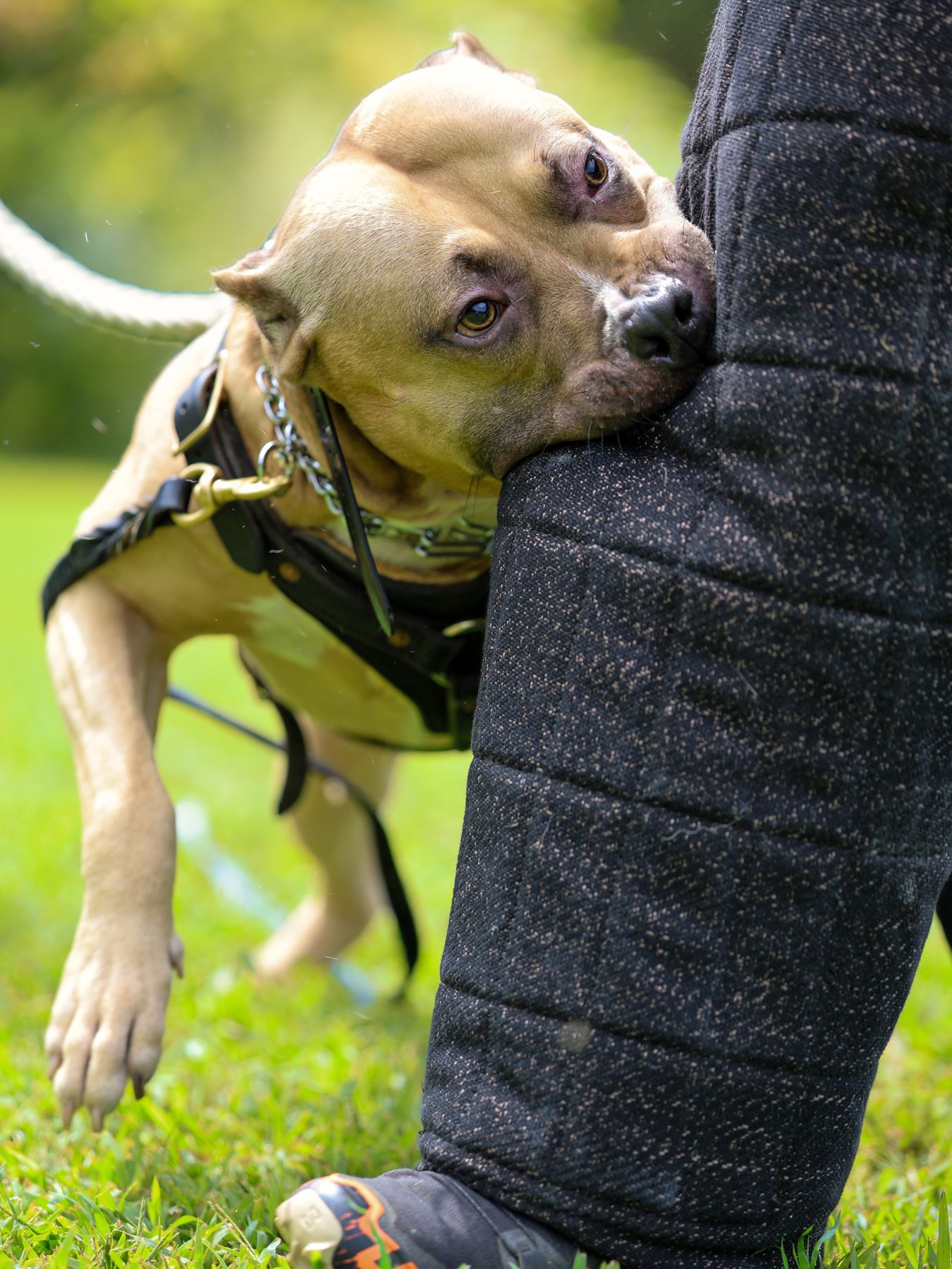 Pit bull gripping a bite sleeve