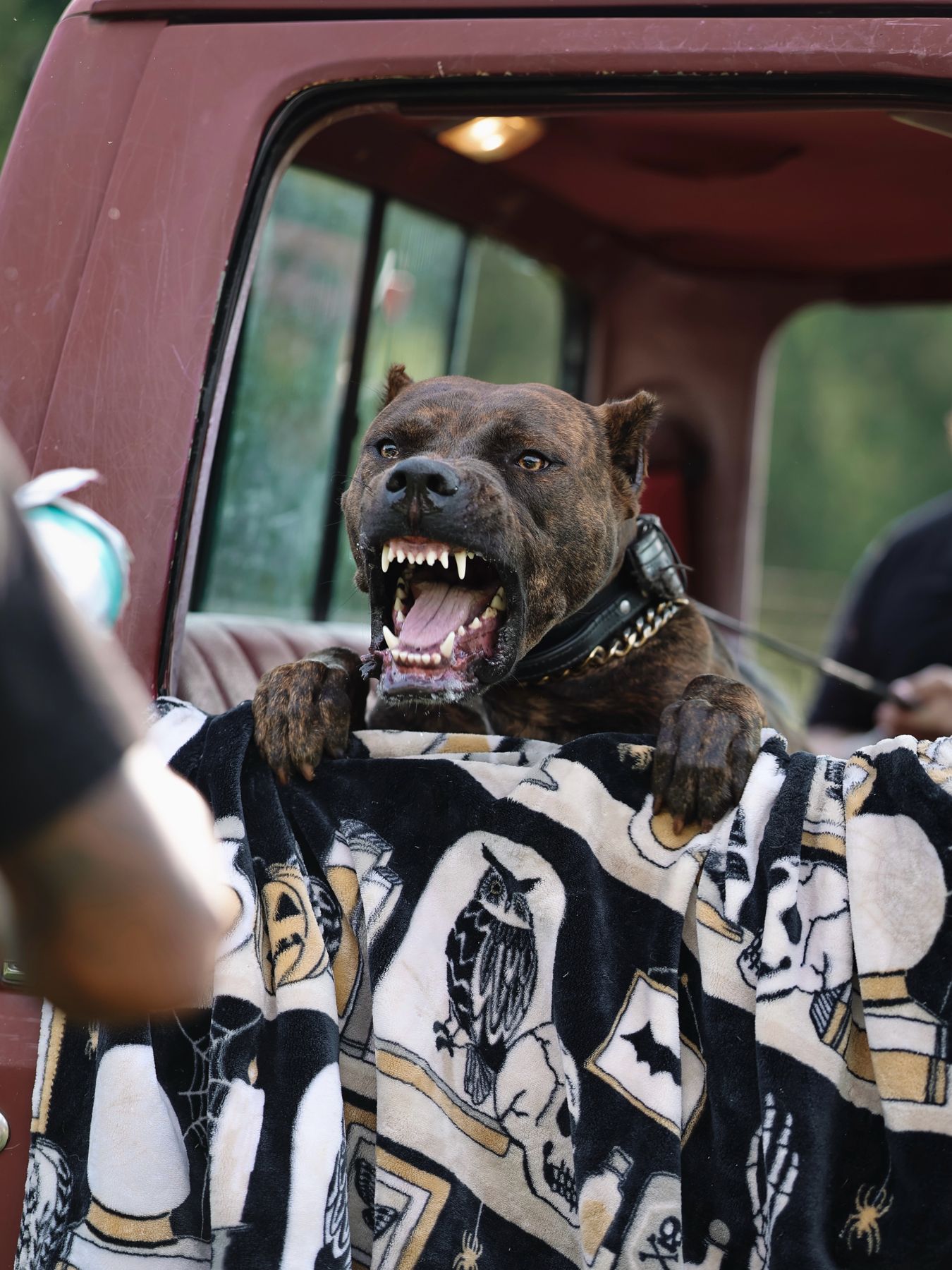 Dog barking from a pickup truck